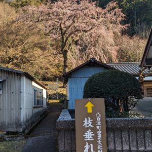 塩口のしだれ桜