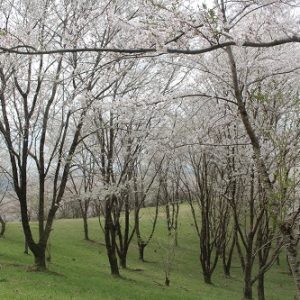 水源の森