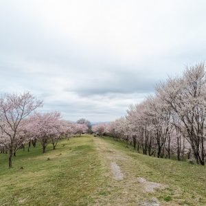 水源の森