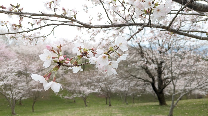 水源の森