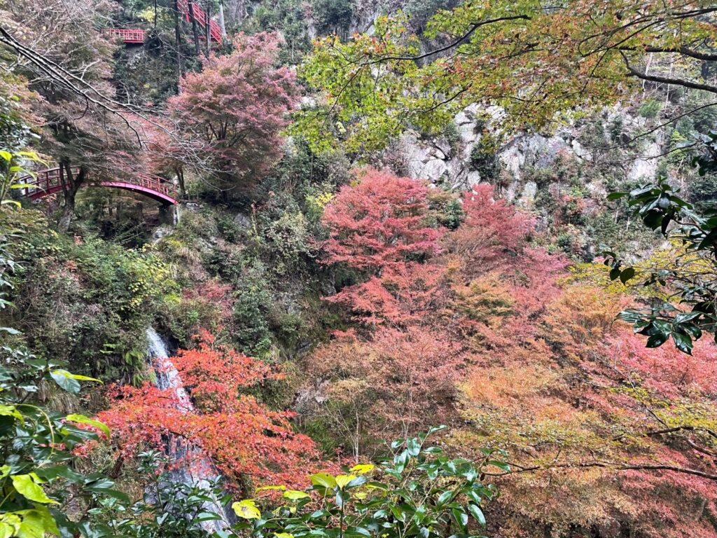 八百津町紅葉情報！！